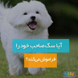 Does-the-dog-forget-its-owner-pardone-ir