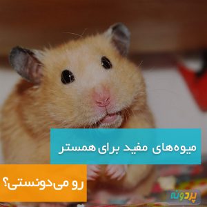 Useful-fruits-for-hamsters-pardone-ir