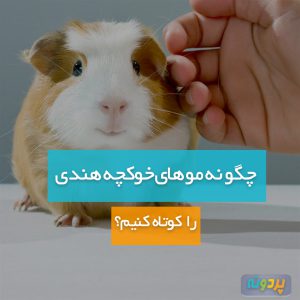 How-to-cut-a-guinea-pig-pardone-ir