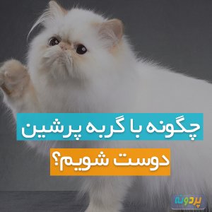 چگونه با گربه پرشین دوست شویم؟