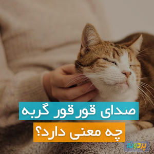 صدای قور قور گربه چه معنی دارد؟