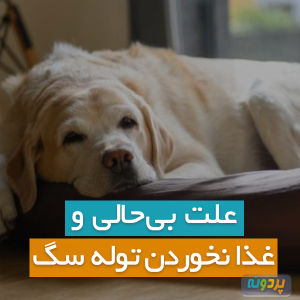 علت بی حالی و غذا نخوردن توله سگ