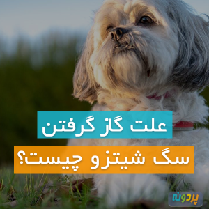 علت گاز گرفتن سگ شیتزو