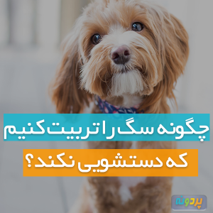 چگونه سگ را تربیت کنیم که دستشویی نکند؟