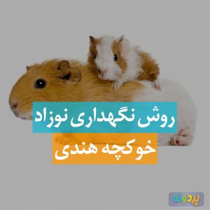 روش نگهداری نوزاد خوکچه هندی