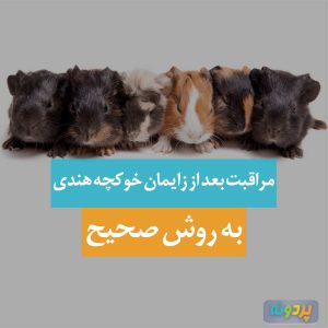 مراقبت بعد از زایمان خوکچه هندی